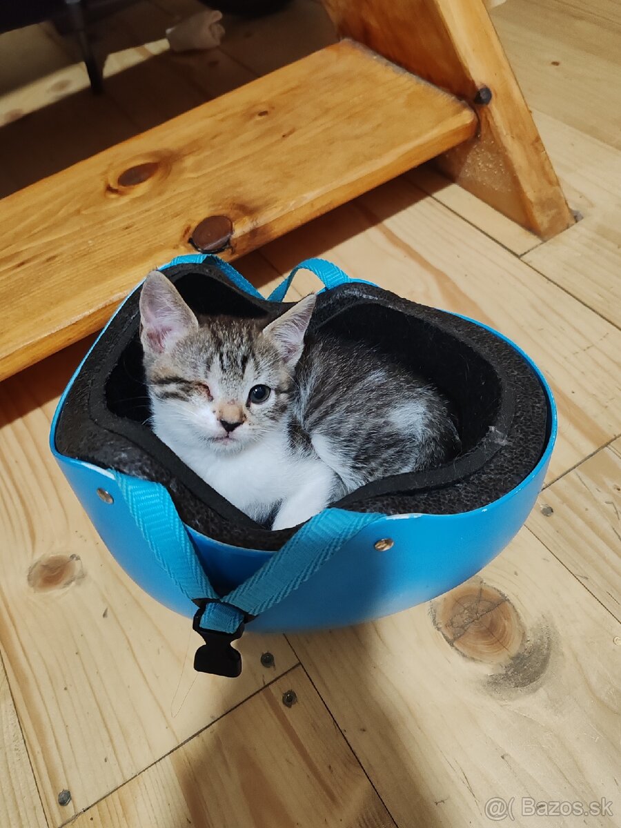 Mačiatka Ragdoll mix - 2