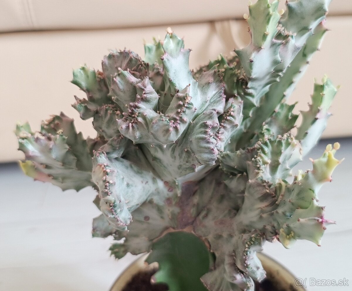 Euphorbia lactea Cristata – 23 cm - 2
