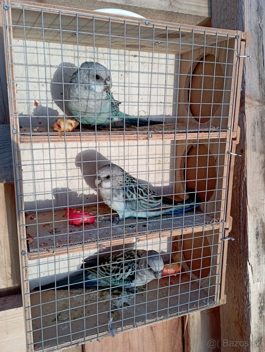 Predám rozely pestré modre - 2