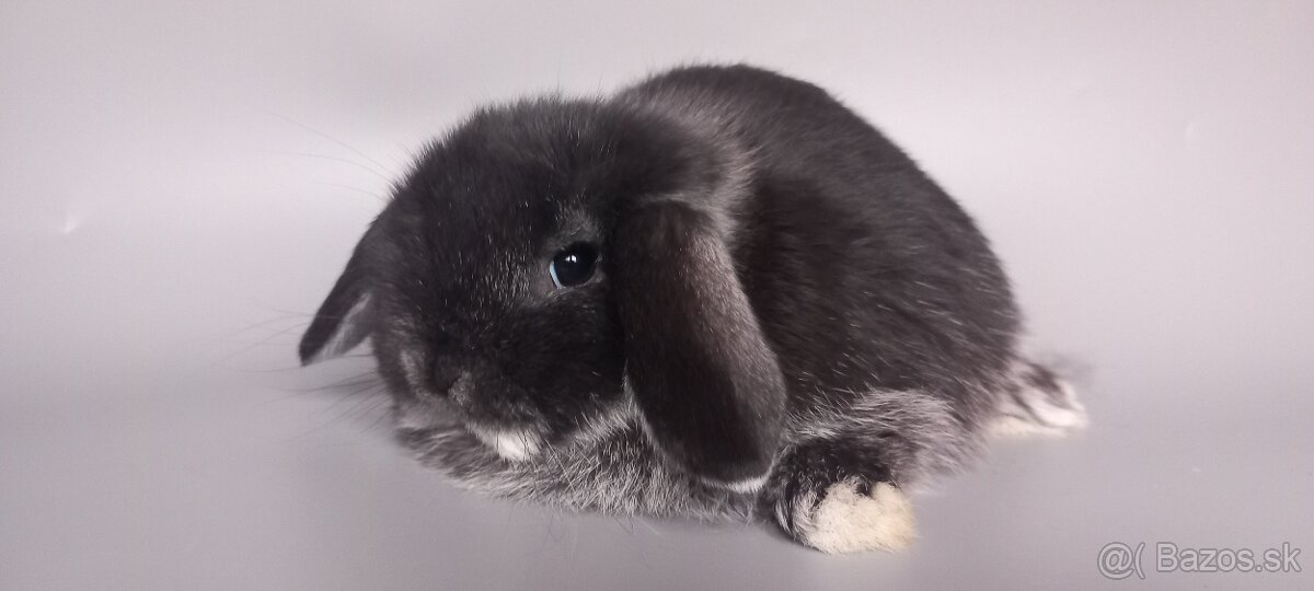 Barančeky - malé klbká lásky - 2