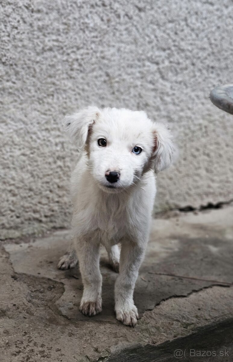 Krížená border kólia - 2