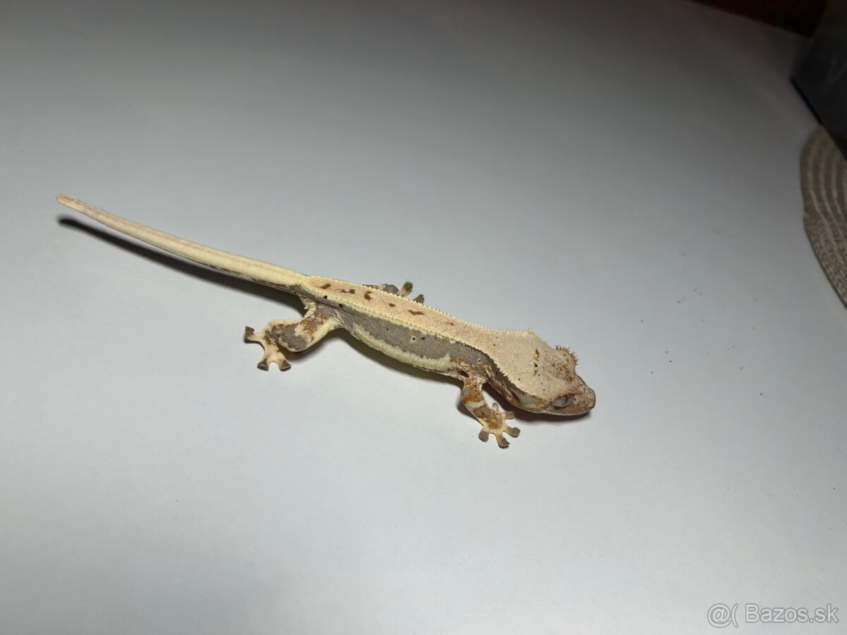 Mladé pagekony riasnaté - 2