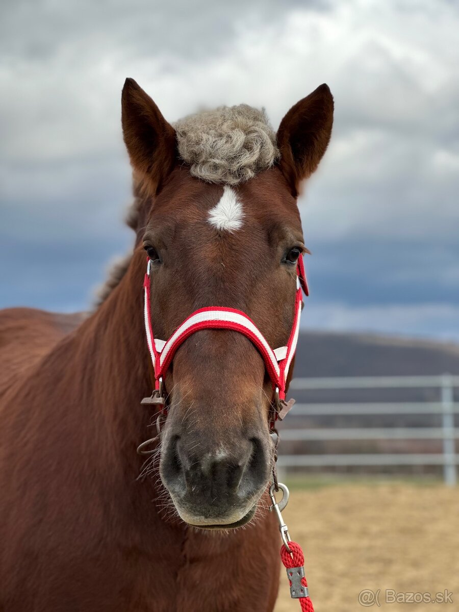 Švédsky ardén valach na predaj - 2