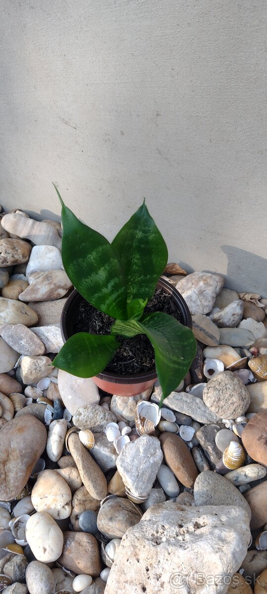 Sansevieria - svokrin jazyk - 2