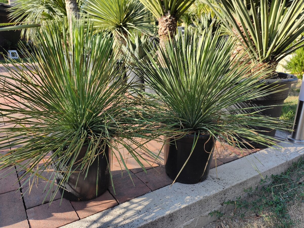 Yucca rostrata a menšie linearifolia - 2