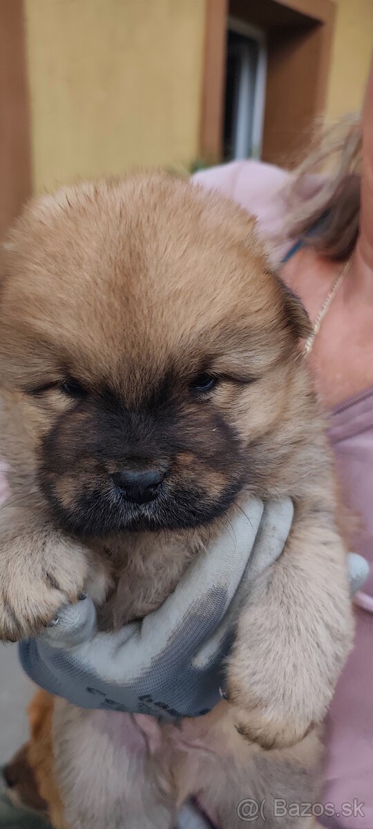 Cau cau - chow chow - 2