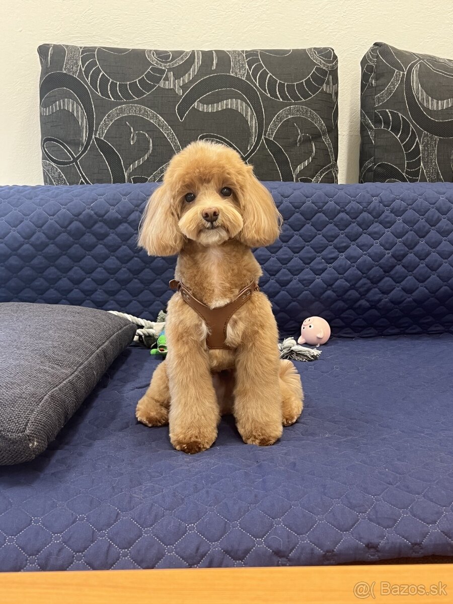 Bezplatné strihanie psov - 2