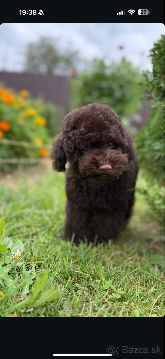 čokoládoví chlapci toy pudel - 2