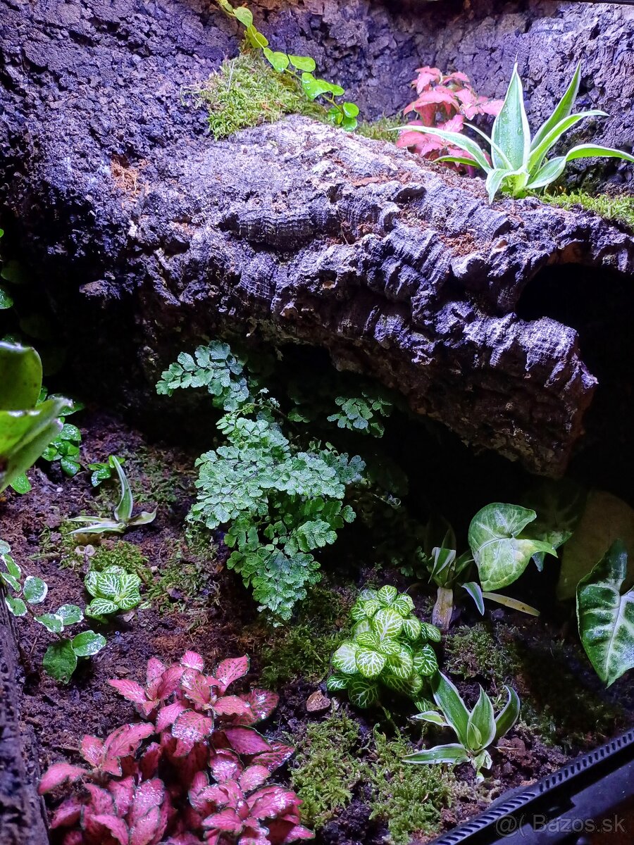 Terárium - 2