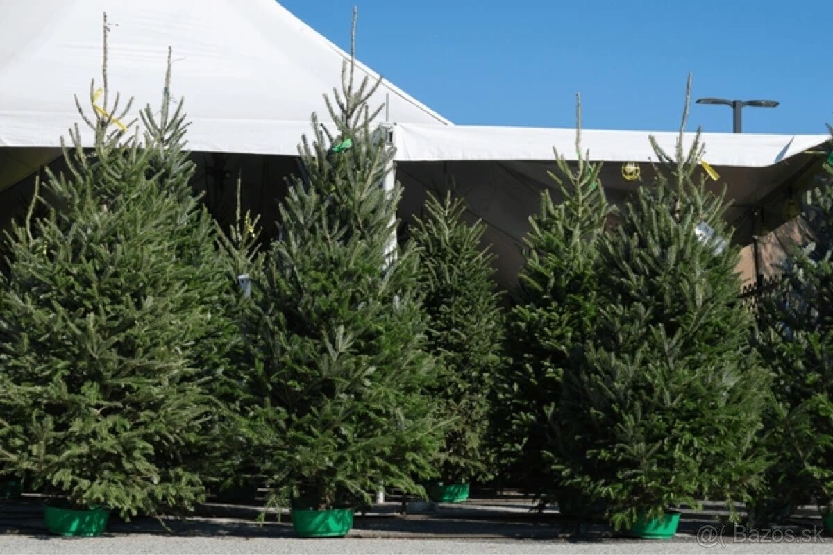 Donáška vianočných stromčekov až k vám domov - 2