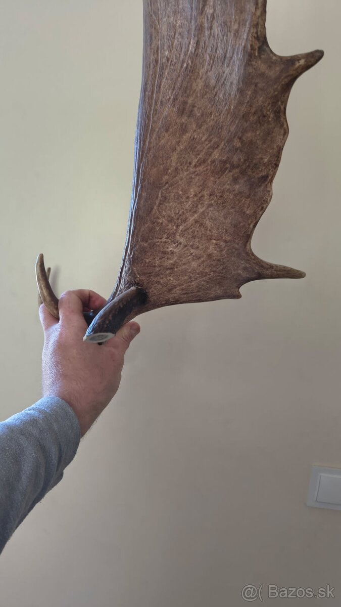 Parohy, jelen, parozie, graver - 2