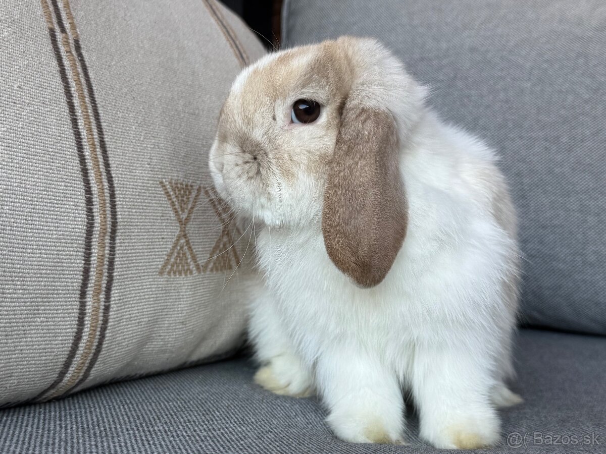 💛🌼 minilop králik 🌼💛🐰 - 2