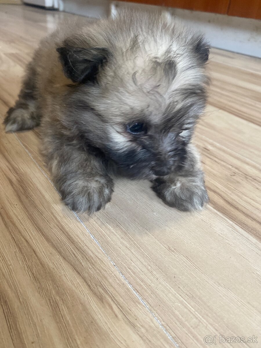 Predám šteniatko špic -pomeri - 2