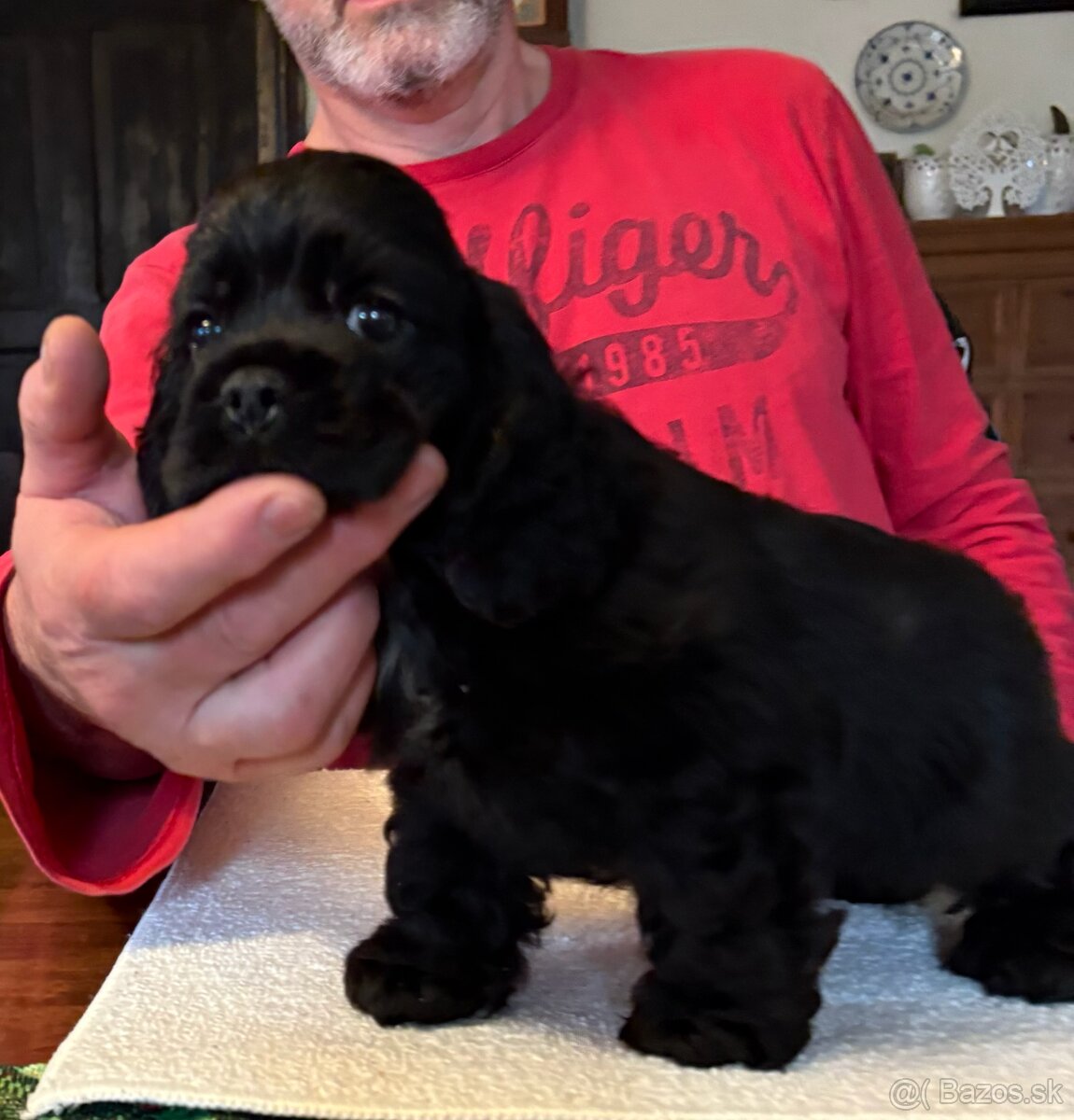 Americký kokerspaniel - 2