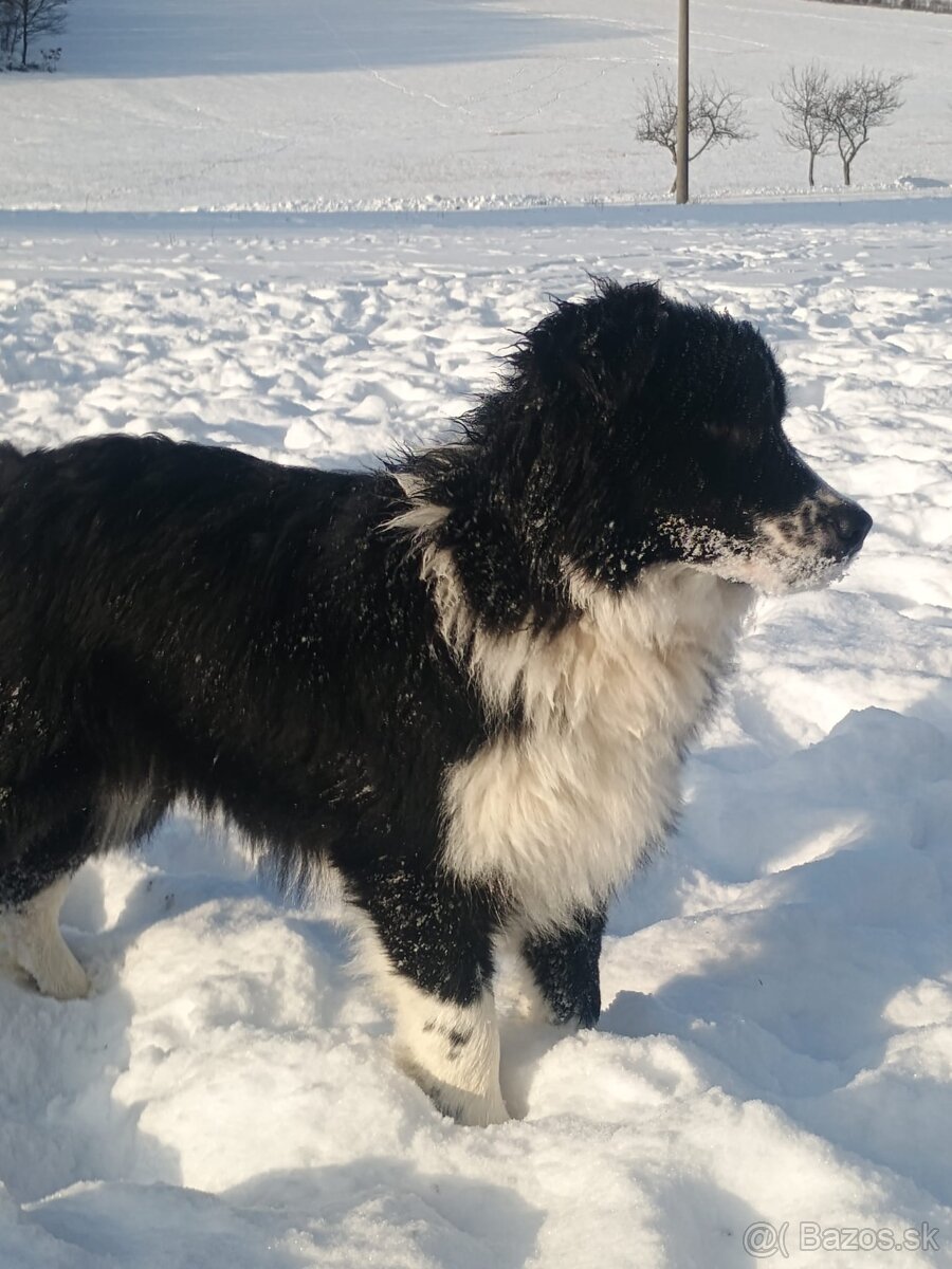 Border kólia s PP - 2