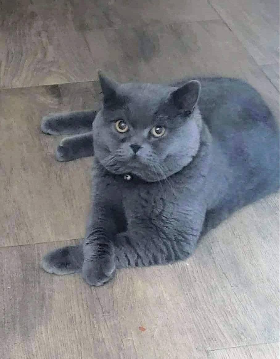 Kocur britsky krytie - 2