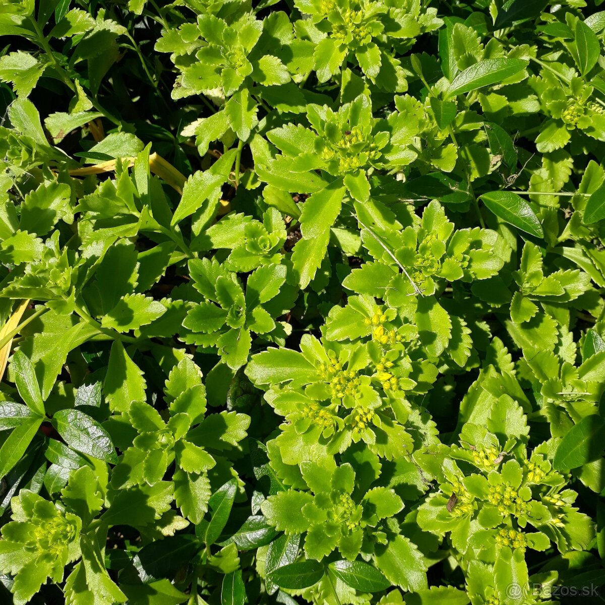 Rozchodník phedimus aizoon - 2
