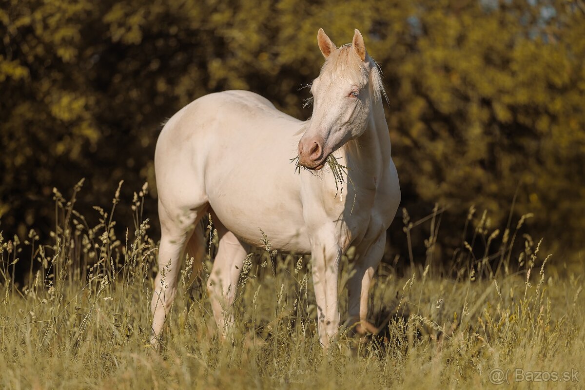 Predám ročného žrebčeka QH - 2