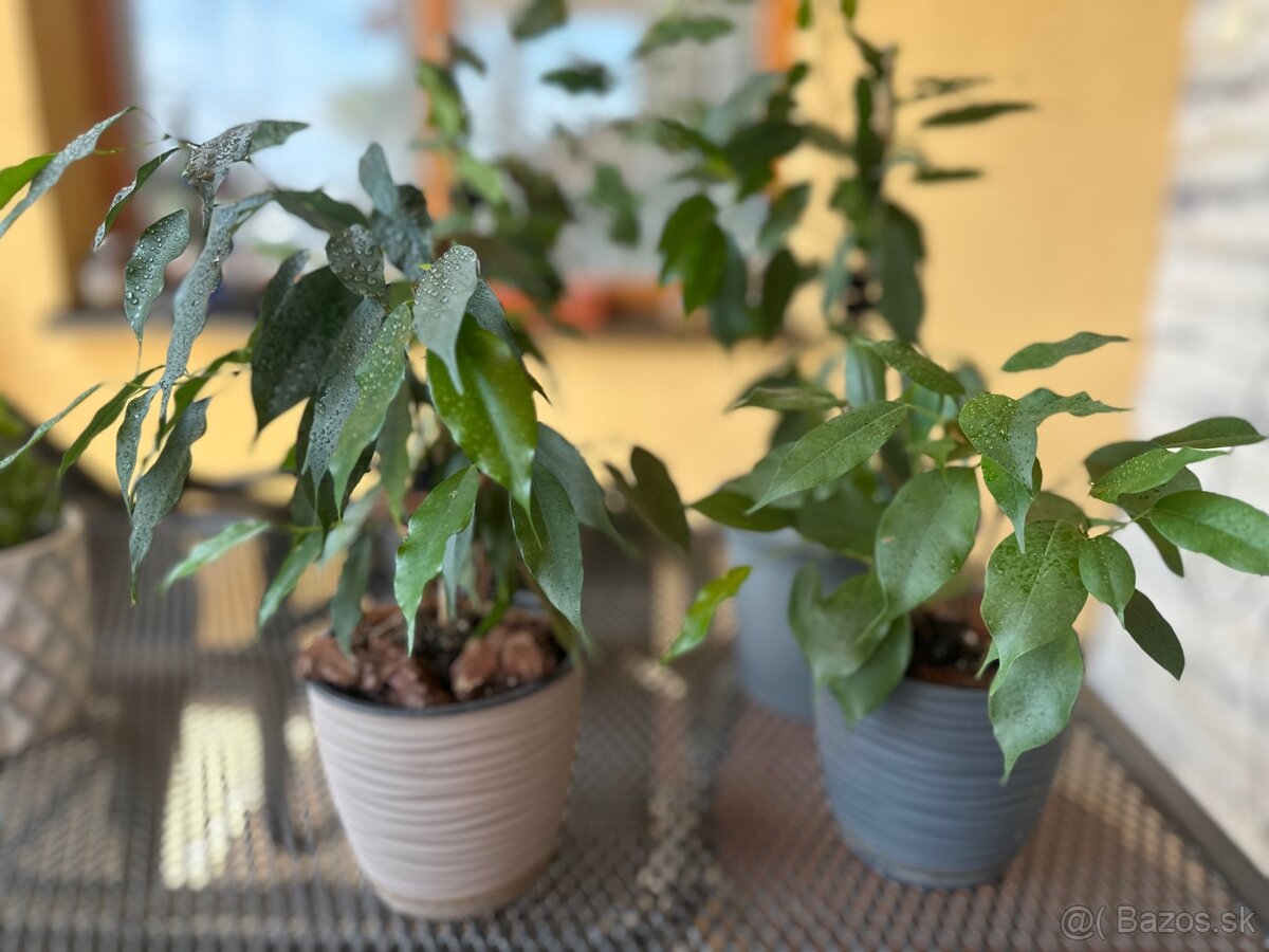 Ficus benjamina - Fikus benjamín - Dovoz SC/BA - 2