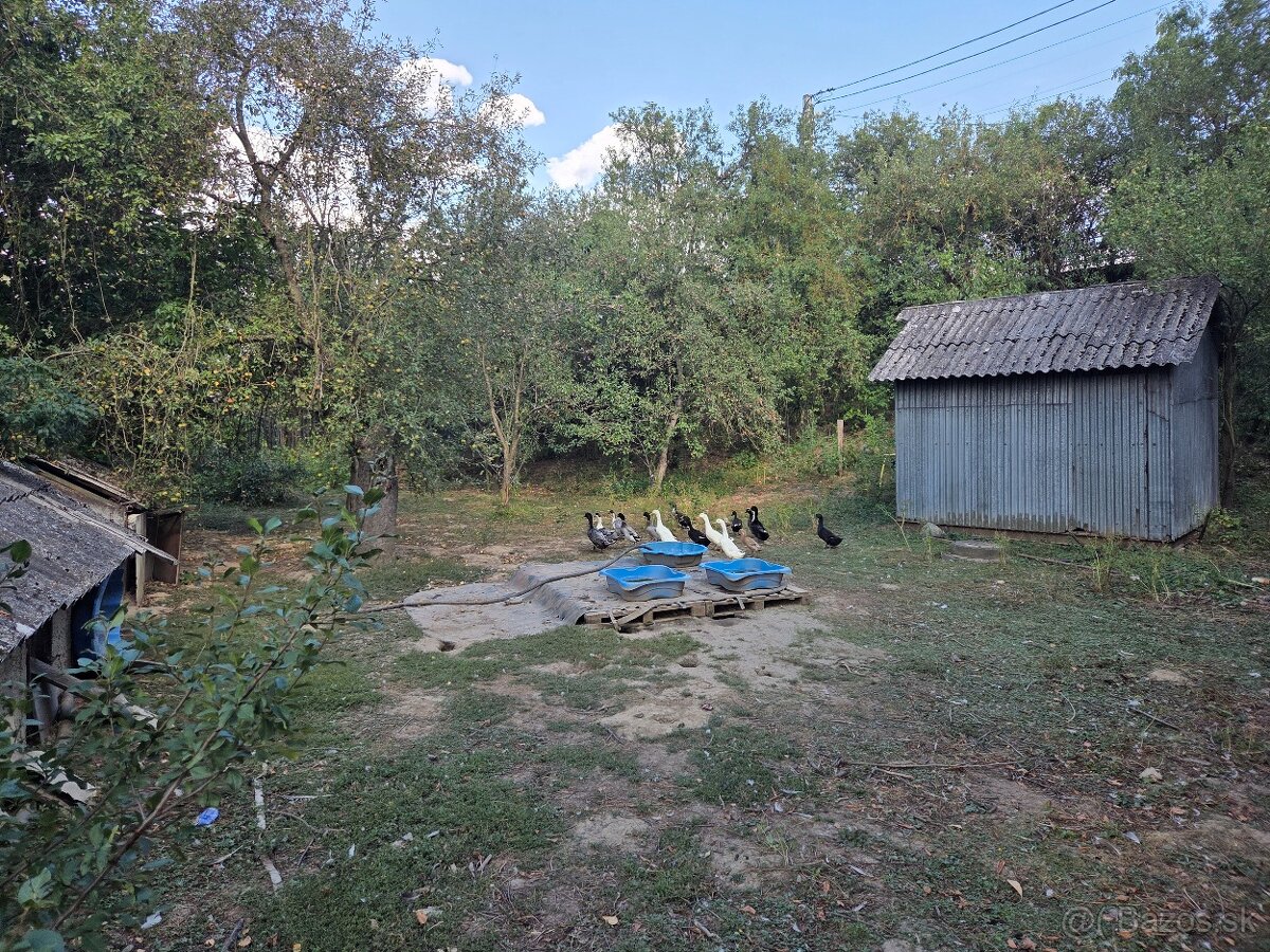 Indický bežec - 2