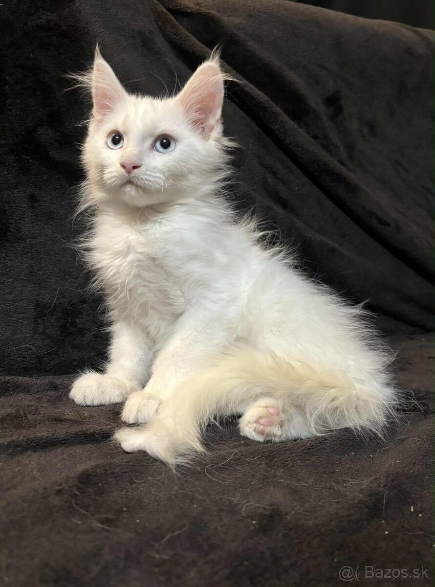 Mainská Mývalia, Maine Coon - 2