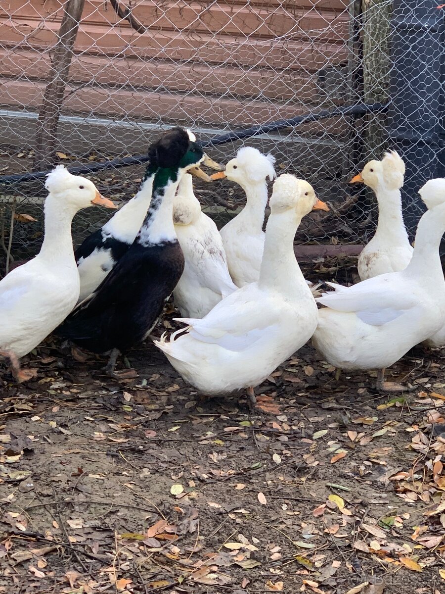 Chocholaté kačky - 2