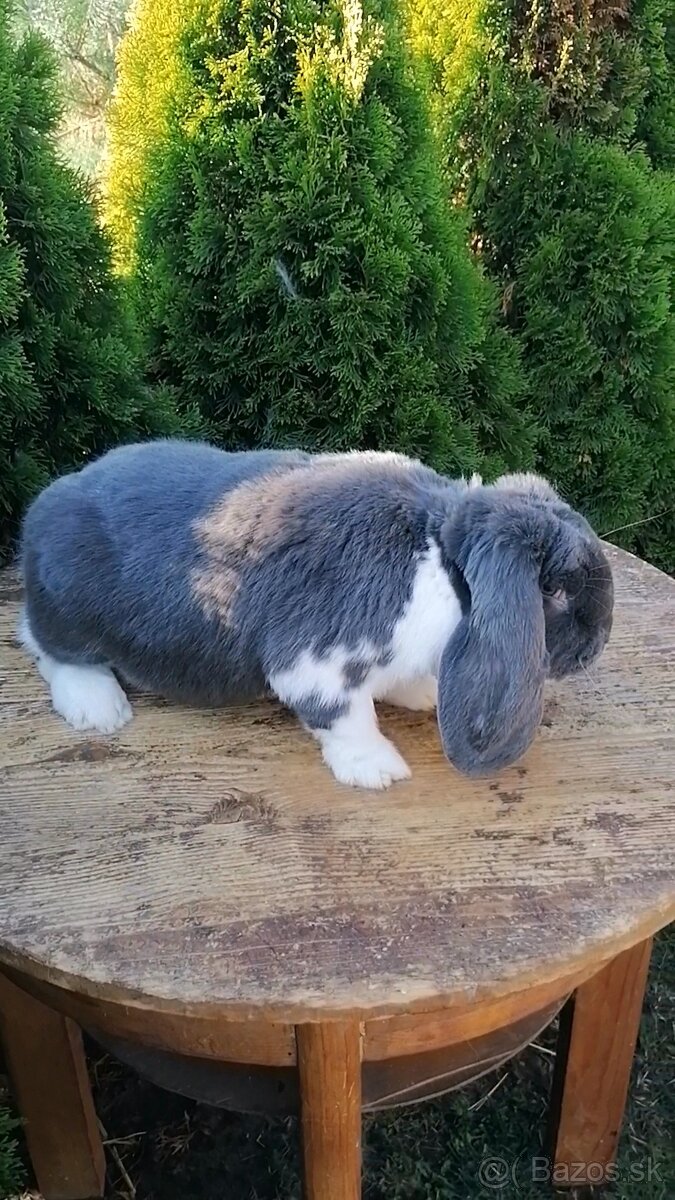 Francúzsky baran - 2