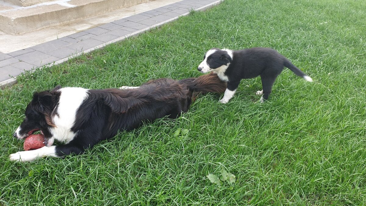 Ponúkam na krytie bordel Kolia...za jedno šteniatko - 2