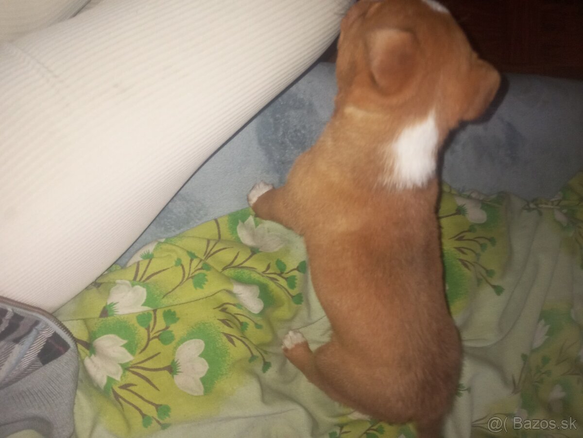 Americký stafordširský - 2