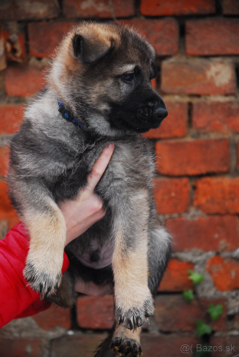 Nemecký ovčiak s PP - 2