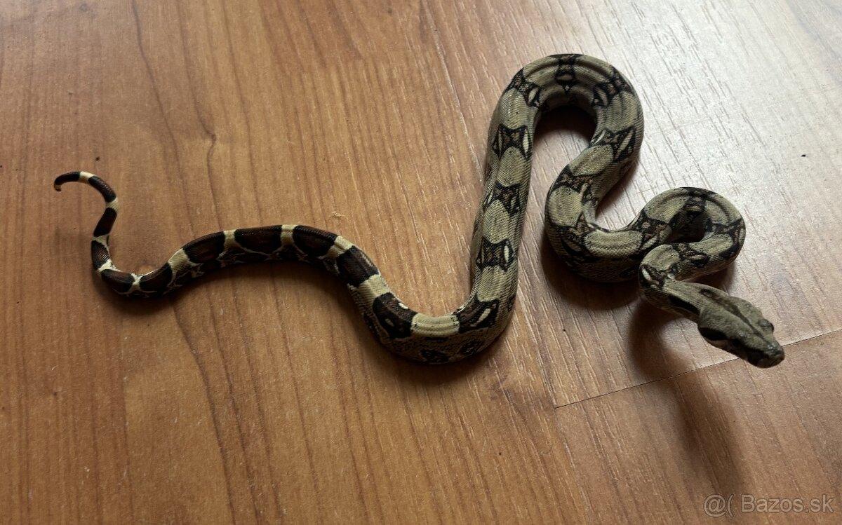 Veľhad královský, boa constrictor - mláďatá - 2