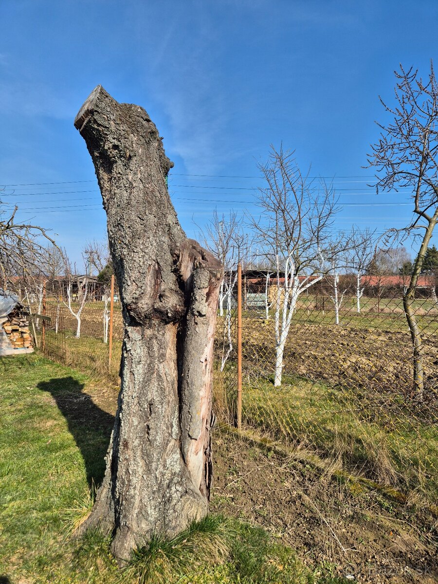 Čerešňove drevo - 2