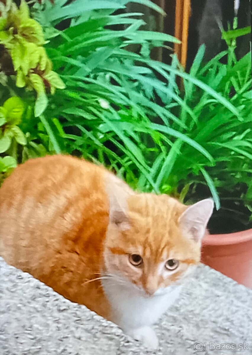 Darujem mačiatko - 2