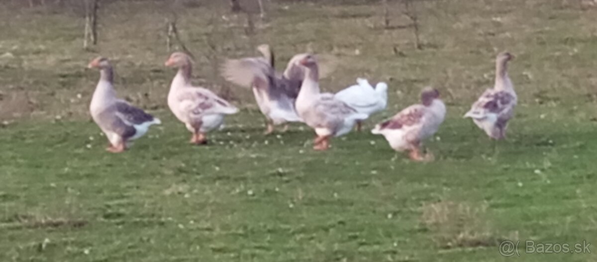 Predám Suchovská husy - 2