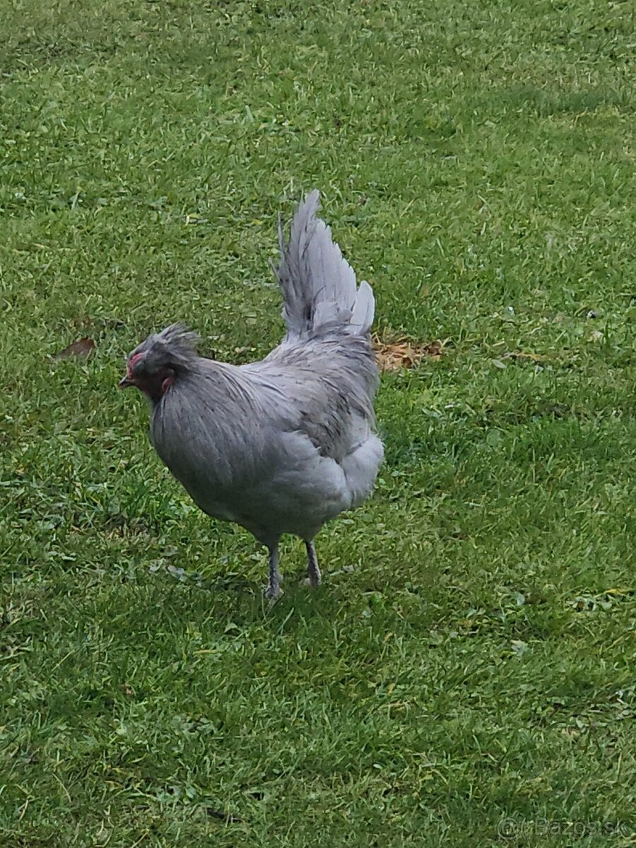 Kohuty araucana lavender - 2
