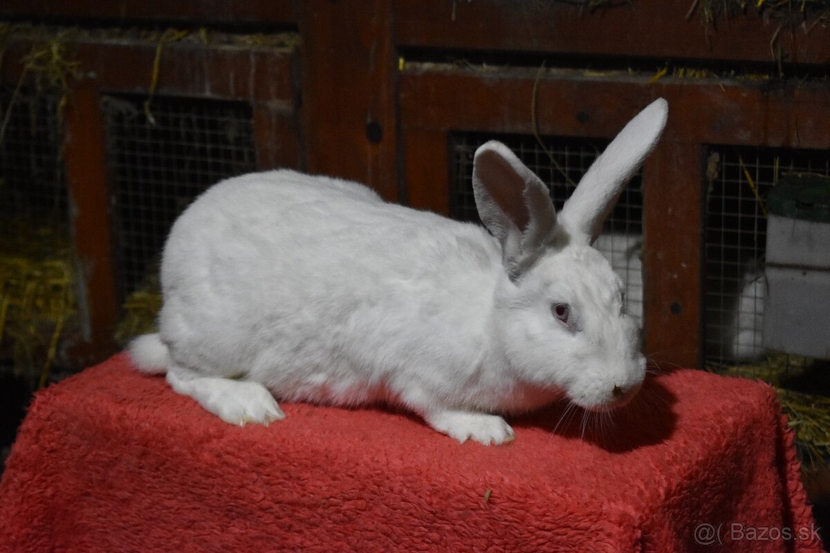 Predam Hyla samica - 2