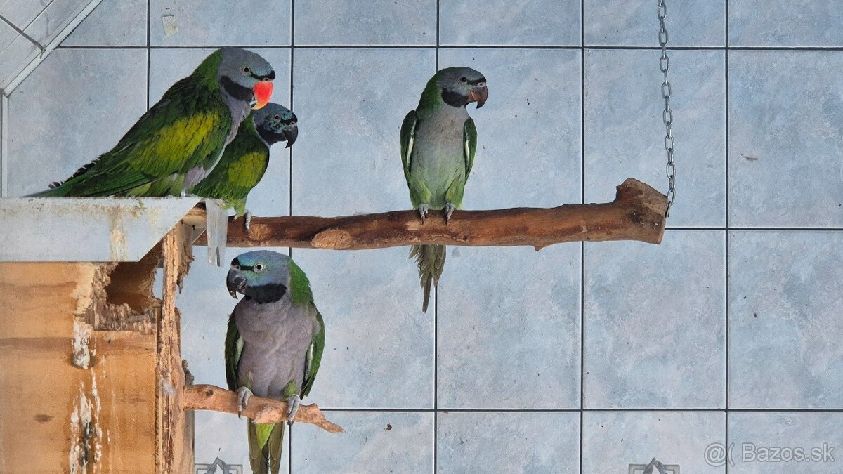 Alexander čínsky - 2