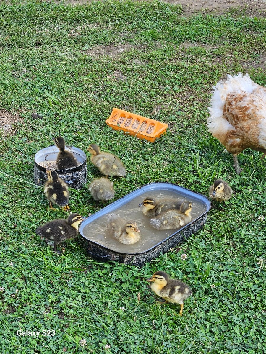 Predám kačacie nasadové vajíčka - 2