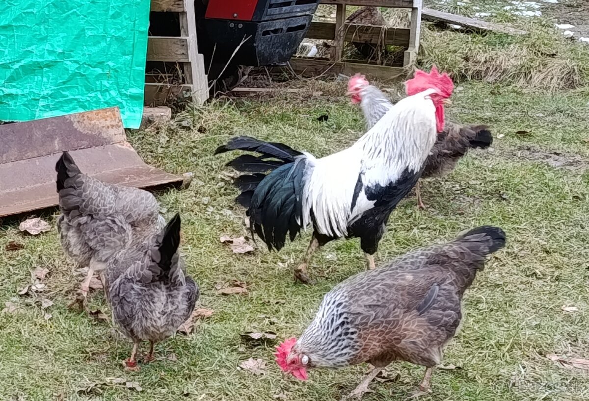 Vlaška Striebrokrká - 2