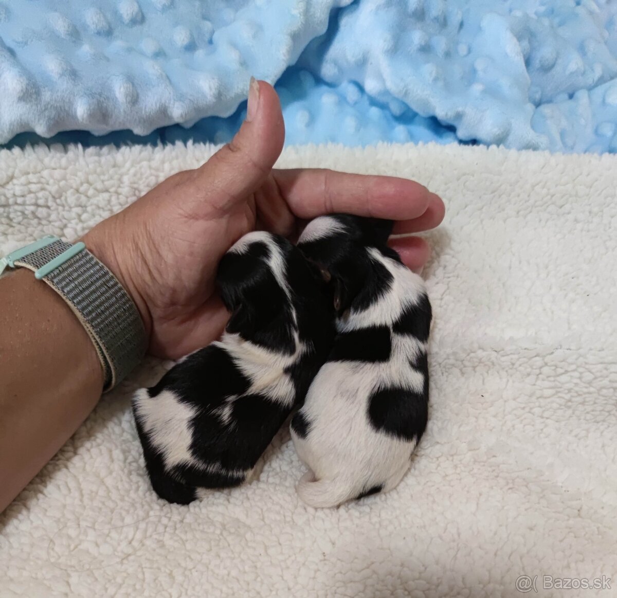 Biewer Yorkshire terrier - 2