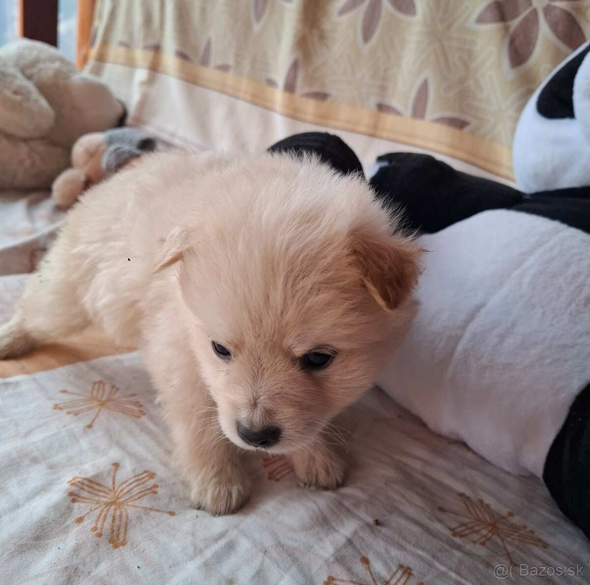 darujeme šteniatka - 2