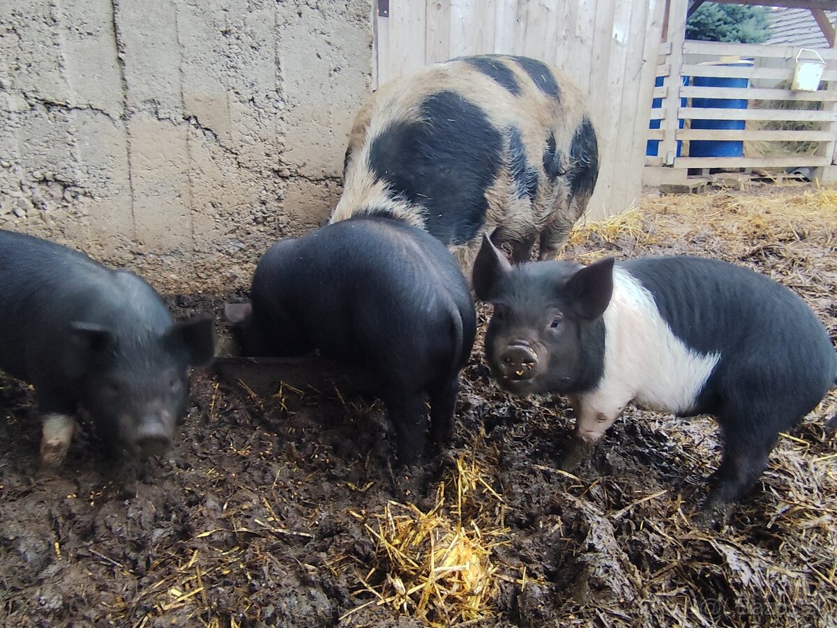 Presticke Prasa x kune kune odstavcata - 2