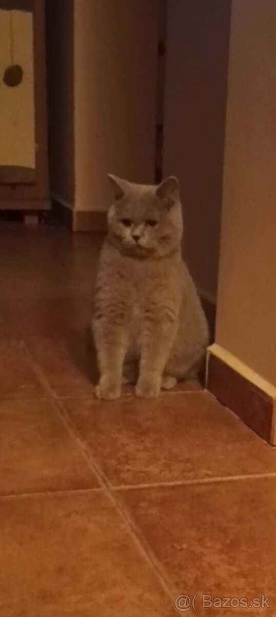 Predám britského kocúra - 2