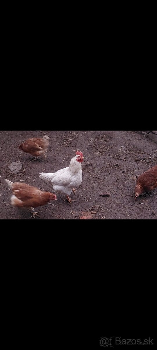 Predám kohúta - 2