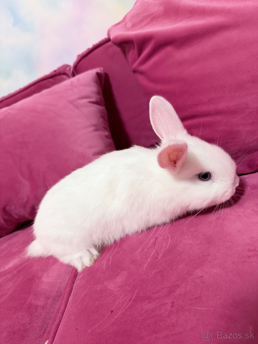 Zákrslý krallik SNOWY - 2