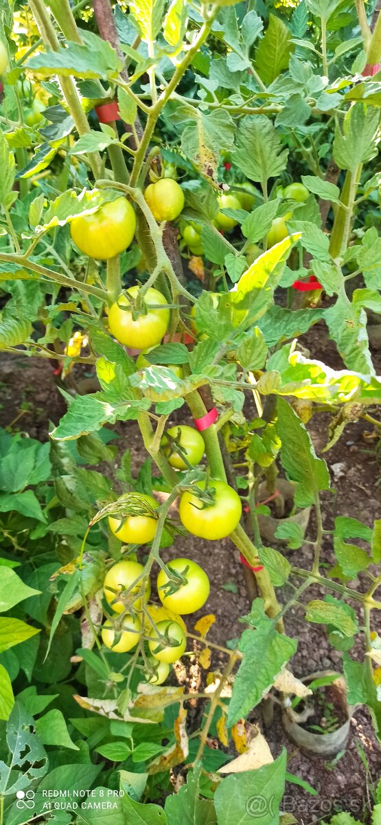 Viazacie kliešte na rastliny - 2