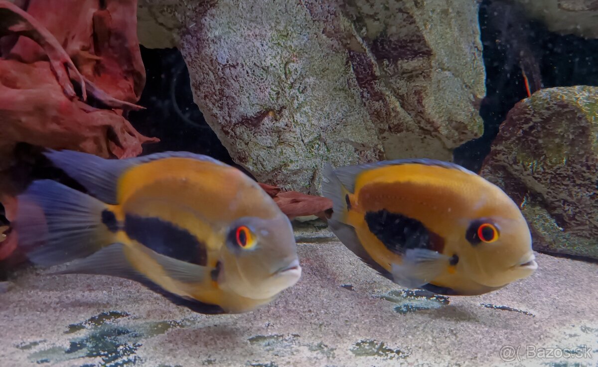 Uaru amphiacanthoides - 2