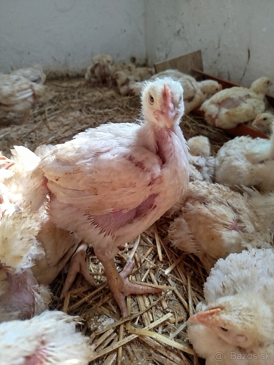 Brojlerove kurčatá - 2