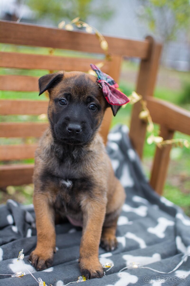 Belgický ovčiak malinois, šteniatka s PP - 2