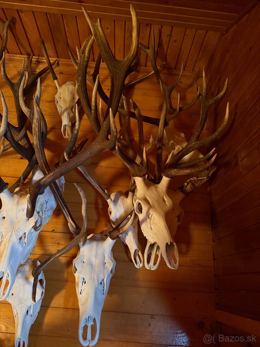 Poľovnícke trofeje - 2